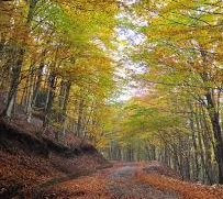 Fioritura in Val Bisenzio